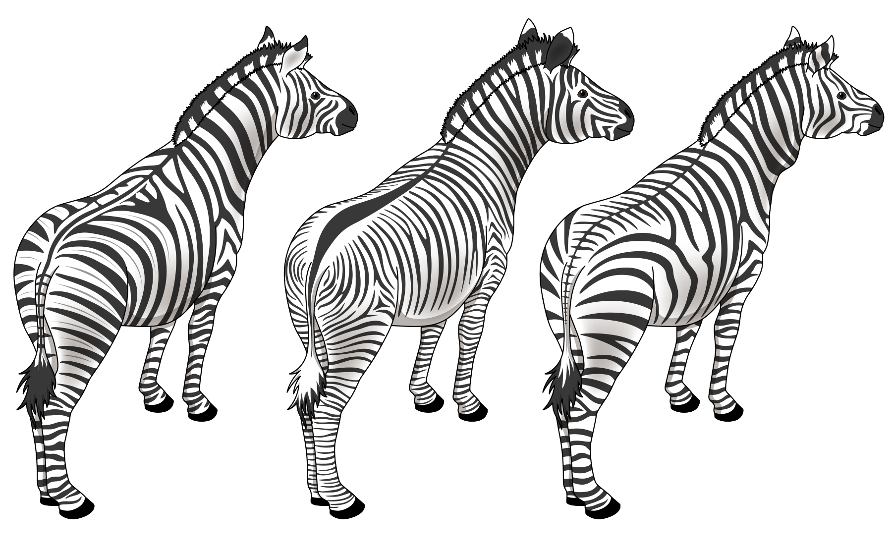 three species of zebras, all with different stripes
